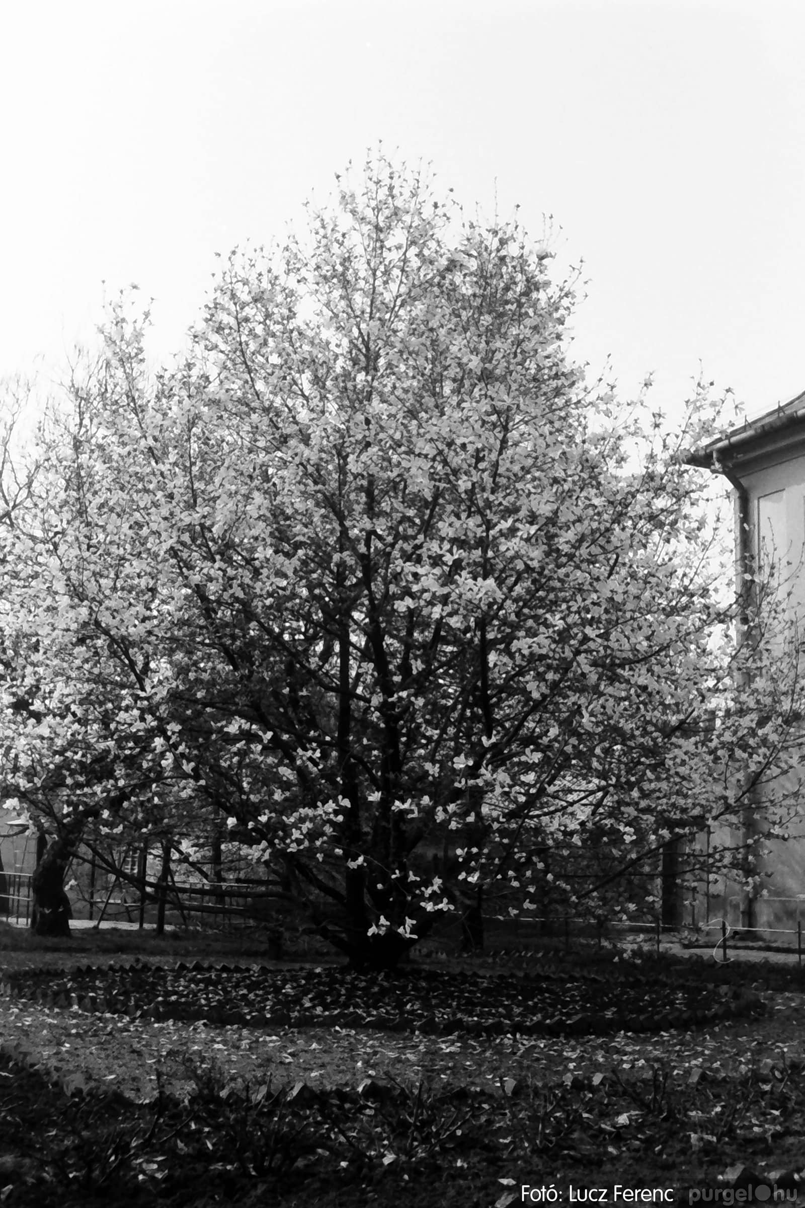116 1977. Virágba borult a liliomfa - Fotókː LUCZ FERENC©