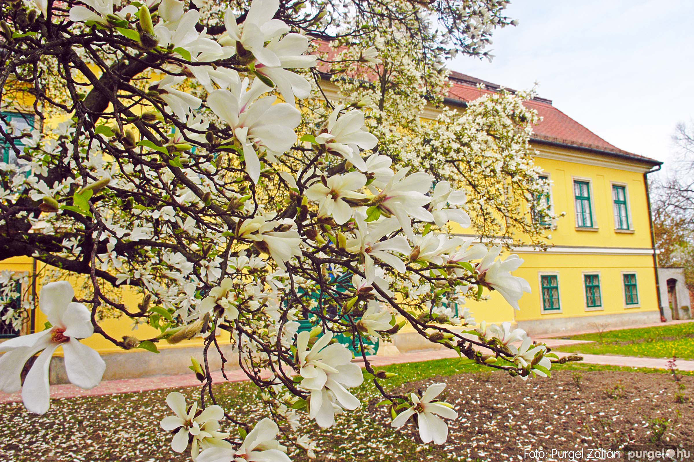 2016.04.01. A kastély virágzó liliomfája - Fotókː PURGEL ZOLTÁN©