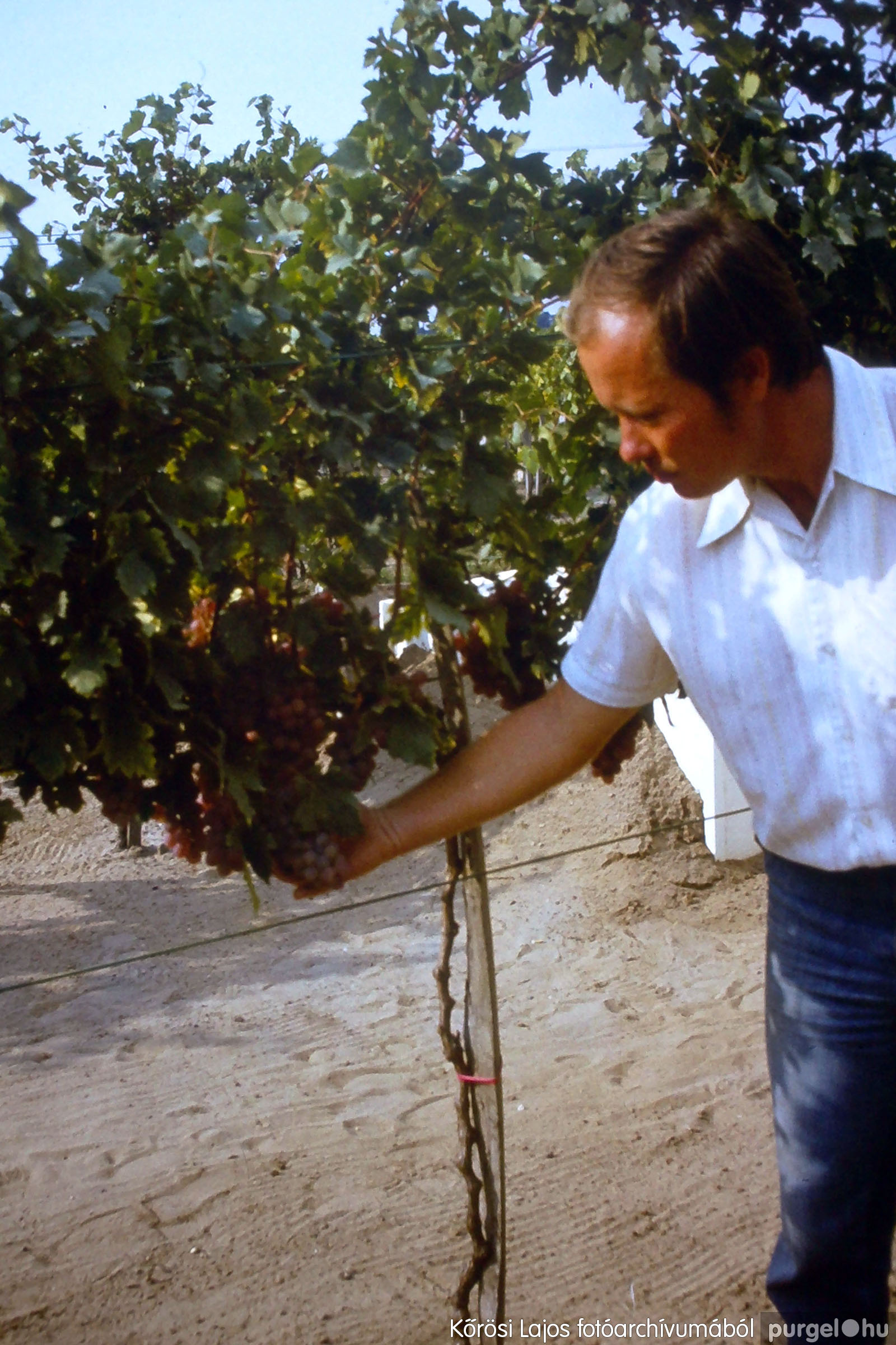 025 1980-as évek - Puskin MGTSZ Kertészeti bemutató - Fotókː KŐRÖSI LAJOS©
