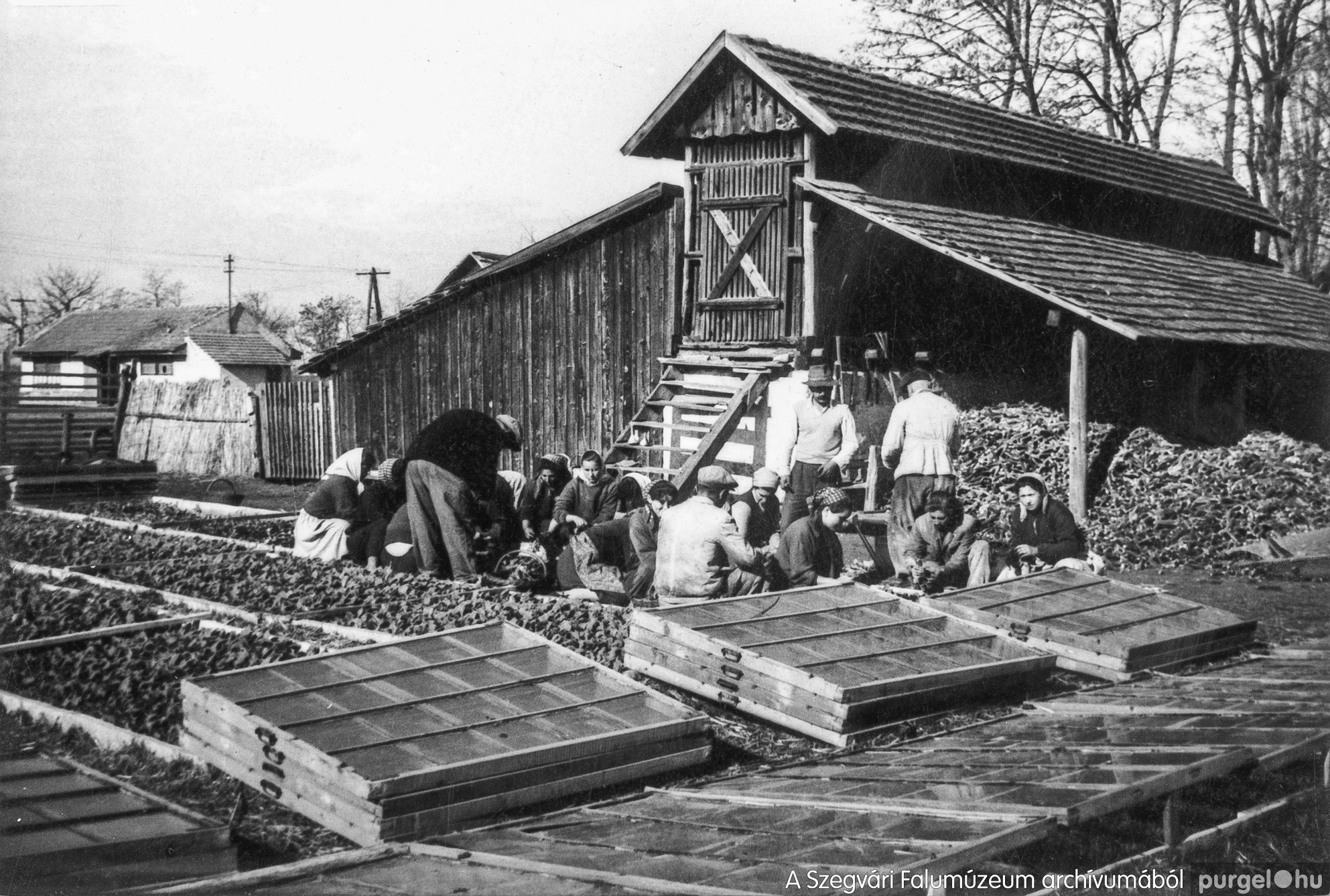 008 Kertészet - A SZEGVÁRI FALUMÚZEUM archívumából